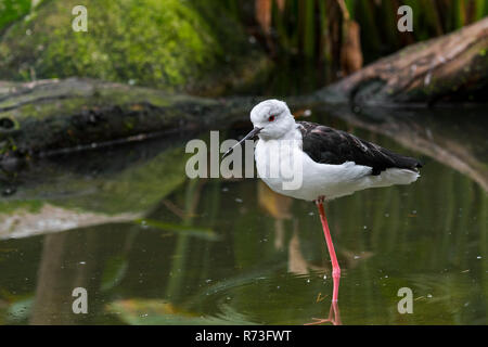Schwarz - geflügelte Stelzenläufer (Himantopus himantopus himantopus/Charadrius) ruht auf einem Bein im flachen Wasser des Teiches Stockfoto
