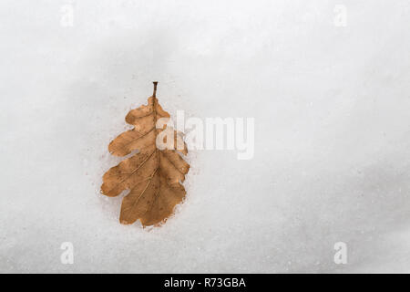 Eichenlaub auf Schnee isoliert Stockfoto