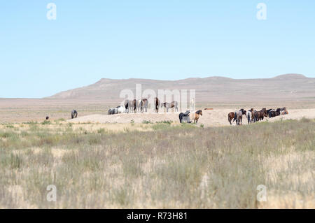 Eine Herde wilder Pferde in der Wüste von Utah. Stockfoto