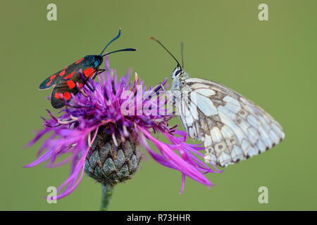 Weiß marmoriert und Six-spot Burnet, Deutschland (Zygaena Filipendulae) (Satyrinae, Melanargia galathea) Stockfoto