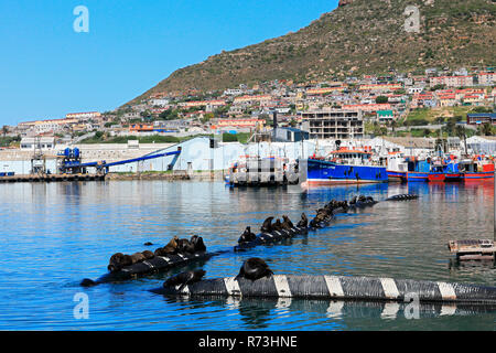 Kap Pelzrobben, Hout Bay, Kapstadt, Western Cape, Atlantik, Südafrika, Afrika (Arctocephalus pusillus Pusillus) Stockfoto