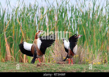Nilgans, Paar, Rondevlei Nature Reserve, Western Cape, Südafrika, Afrika (Alopochen Aegyptiaca) Stockfoto