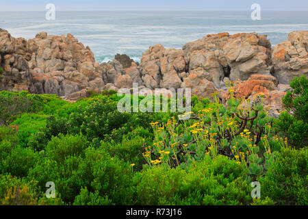 Atlantik, Kleinmond, Western Cape, Südafrika, Afric Stockfoto