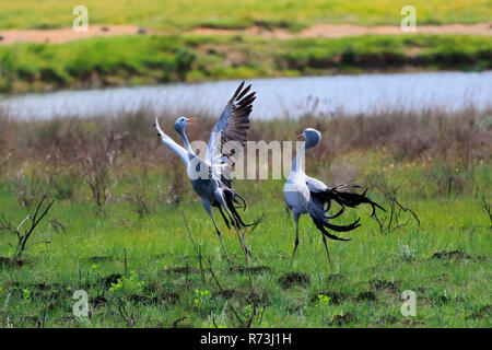 Stanley Krane, Distrikt Overberg, Provinz Westkap, Südafrika, Afrika (Anthropoides rothschildi) Stockfoto