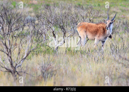 Gemeinsame eland, De Hoop Nature Reserve, Western Cape, Südafrika, Afrika (taurotragus Oryx) Stockfoto