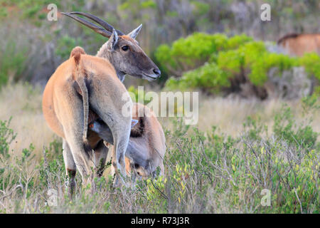 Gemeinsame eland Krankenpflege Jung, De Hoop Nature Reserve, Western Cape, Südafrika, Afrika (taurotragus Oryx) Stockfoto
