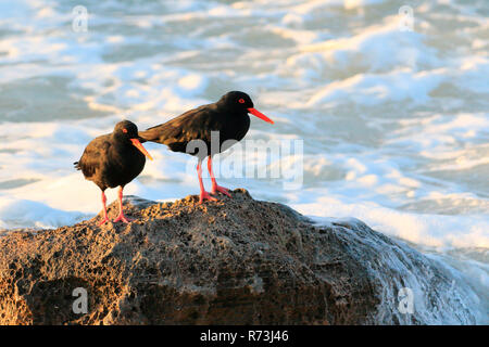 Afrikanischen schwarzen Austernfischer, De Hoop Nature Reserve, Western Cape, Südafrika, Afrika (Haematopus moquini) Stockfoto