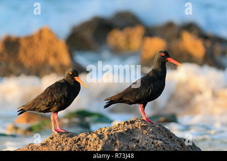 Afrikanischen schwarzen Austernfischer, De Hoop Nature Reserve, Western Cape, Südafrika, Afrika (Haematopus moquini) Stockfoto