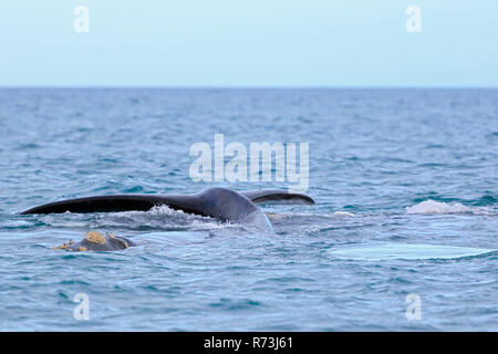 Southern Right Whale Tail fin, Pazifischer Ozean, Plettenberg Bay, Western Cape, Südafrika, Afrika (Eubalaena australis) Stockfoto