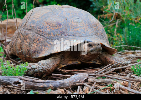 Anwinkeln Schildkröte, Kariega Game Reserve, Western Cape, Südafrika, Afrika (Chersina angulata) Stockfoto