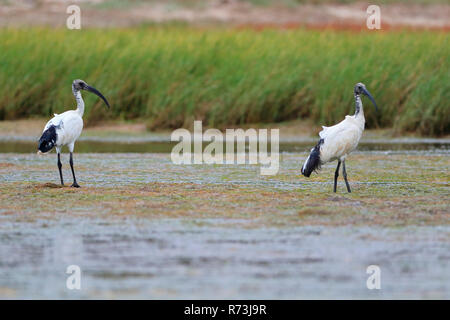 Afrikanische Heiliger Ibis, Kariega Game Reserve, Western Cape, Südafrika, Afrika (Threskiornis aethiopicus) Stockfoto