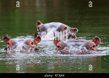 Nilpferde, Kariega Game Reserve, Western Cape, Südafrika, Afrika (Hippopotamus amphibius) Stockfoto