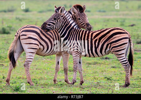 Burchell's Zebra, Paar, Kariega Game Reserve, Western Cape, Südafrika, Afrika (Equus quagga) Stockfoto