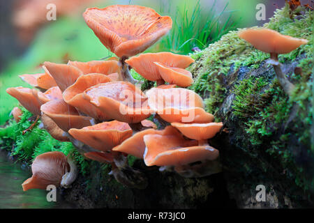 Honig Pilz, Linzgau, Baden-Württemberg, Deutschland (Physalacriaceae, Armillaria Mellea) Stockfoto