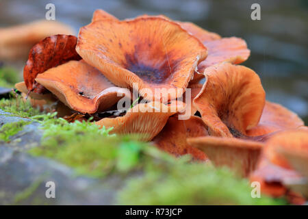 Honig Pilz, Linzgau, Baden-Württemberg, Deutschland (Physalacriaceae, Armillaria Mellea) Stockfoto