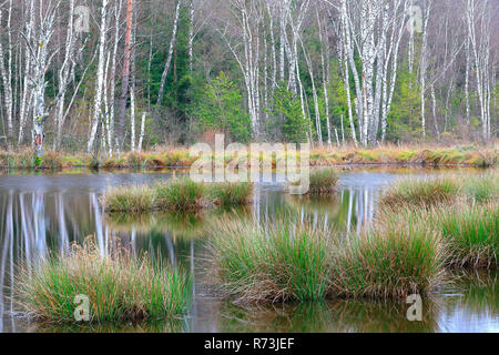 Moor Teich, Pfrunger-Burgweiler Ried, Baden-Württemberg, Deutschland Stockfoto