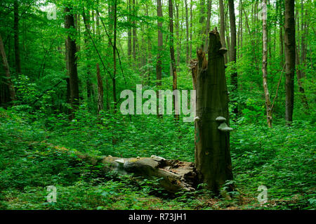 Toter Baum, totes Holz, Buche (Fagus sylvatica). Eberswalde, Brandenburg, Deutschland Stockfoto