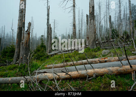 Tote Bäume, Fichten (Picea abies), des Unheils, der Nationalpark Harz, Brocken, Sachsen-Anhalt, Deutschland Stockfoto