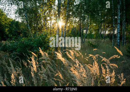 Birken (Betula pendula), Holz klein - Reed, (Calamagrostis epigejos), Finsterwalde, Lausitz, Brandenburg, Deutschland Stockfoto