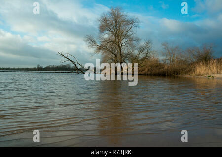 Ufer, Weide (Salix alba), Elbe, Biosphärenreservat Flusslandschaft Elbe, Geesthacht, Schleswig-Holstein, Deutschland Stockfoto