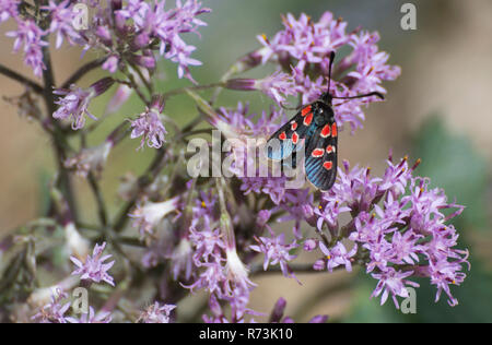 Dämmerungs Burnett, östlichen Burnett, Parco Naturale della Val Troncea, Naturpark Val Troncea, Piemont, Italien, (Zygaena carniolica Virginea) Stockfoto