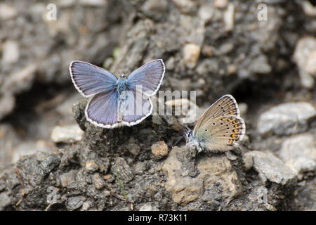 Idas blau, Nördliches Blau, Naturpark Val Troncea, Piemont, Italien, (Plebejus idas) Stockfoto