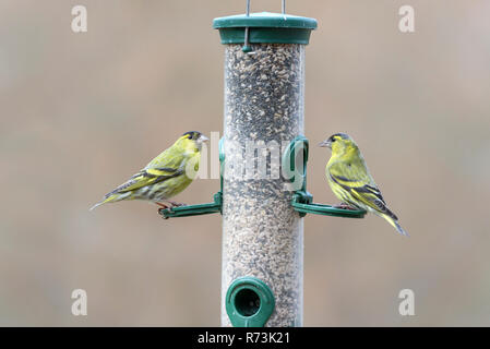 Männliche gemeinsame Siskins, birdfeeder, Niedersachsen, Deutschland, (Spinus spinus) Stockfoto