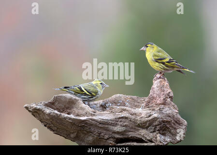 Männliche und weibliche Gemeinsame siskins, Niedersachsen, Deutschland, (Spinus spinus) Stockfoto