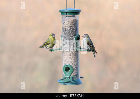 Männliche und weibliche Gemeinsame siskins, birdfeeder, Niedersachsen, Deutschland, (Spinus spinus) Stockfoto