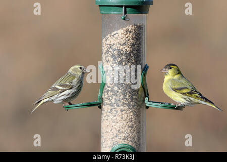 Männliche und weibliche Gemeinsame siskins, birdfeeder, Niedersachsen, Deutschland, (Spinus spinus) Stockfoto