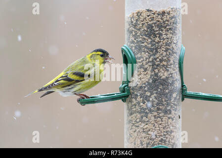 Männliche common Siskin, birdfeeder, Niedersachsen, Deutschland, (Spinus spinus) Stockfoto