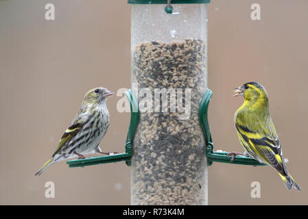 Männliche und weibliche Gemeinsame siskins, birdfeeder, Niedersachsen, Deutschland, (Spinus spinus) Stockfoto