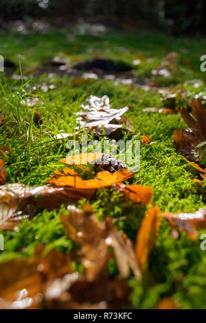 Wunderschön zum nassen Herbst Blätter liegen auf dem Boden in einem Natur Landschaft mit grünen Moos und Ananas. Stockfoto