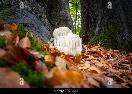 Der seltene Genießbare Löwen Mähne Pilz/Hericium erinaceus/pruikzwam im Wald. Wunderschön strahlende und auffällige mit seiner weißen Farbe zwischen Aut Stockfoto