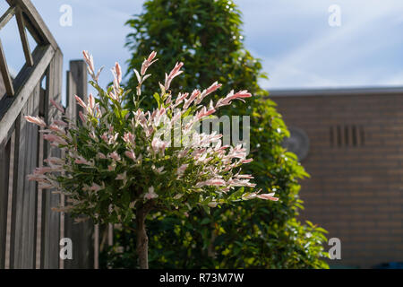 Blühende Salix integra Hakuro nishiki - (Willow) im Garten unter einem Frühling Sonne. Schöne und beliebte Baum für den Einsatz in Gärten und Vergünstigungen Stockfoto