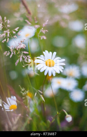 Makro und Landschaft Schoß von blühenden Blumen wie die großen weißen Daisy mit einem Blick, bokeh Hintergrund und frischen Farben. Stockfoto