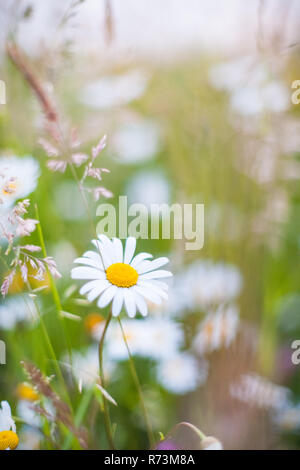 Makro und Landschaft Schoß von blühenden Blumen wie die großen weißen Daisy mit einem Blick, bokeh Hintergrund und frischen Farben. Stockfoto