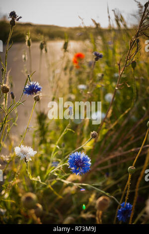 Feld Blume mit einer untergehenden Sonne, Licht und ein Bokeh Hintergrund. Unterschiedliche Farben der Blumen wie Kornblumen in weißen und blauen und roten Mohn. Stockfoto