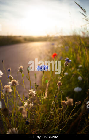 Feld Blume mit einer untergehenden Sonne, Licht und ein Bokeh Hintergrund. Unterschiedliche Farben der Blumen wie Kornblumen in weißen und blauen und roten Mohn. Stockfoto