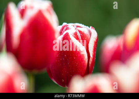 Gartenbau und Ackerkulturen mit verschiedenen Typen und Farben mit Tulpen in den Niederlanden. Ein typisch holländisches Lager Fuß mit blühenden Blumen und Du Stockfoto