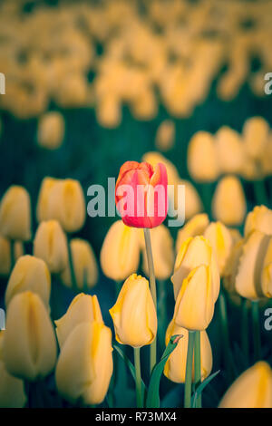 Foto blumen Tulpenfelder in der niederländischen Landschaft. Schön gefärbte Tulpen in die weit reichenden Tiefebene von den Niederlanden. Die bekanntesten Ex Stockfoto