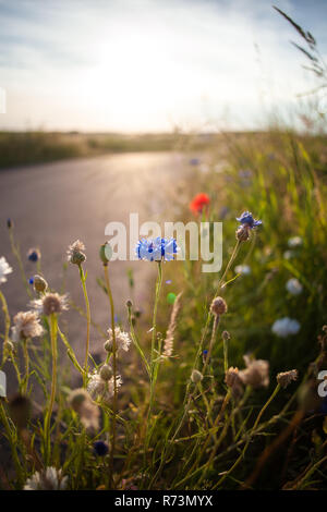 Feld Blume mit einer untergehenden Sonne, Licht und ein Bokeh Hintergrund. Unterschiedliche Farben der Blumen wie Kornblumen in weißen und blauen und roten Mohn. Stockfoto