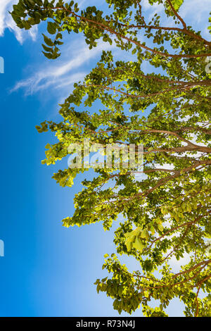 Foto von Baumstamm mit blauen Himmel als Hintergrund und weiße Wolken. Grüne Zweige mit Blättern Stockfoto