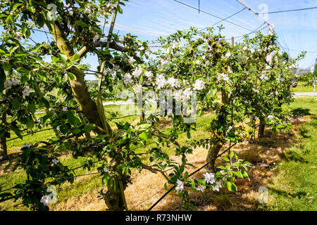 Ein Apple Orchard, welche Zeilen von blühenden Bäumen sind gegen Vögel und Hagel durch eine dünne weiße Net oben gestreckt geschützt, in der französischen Landschaft. Stockfoto