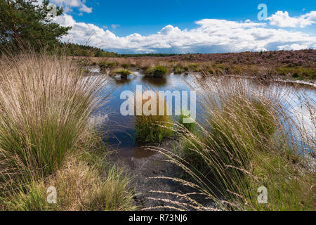 Hohes Gras entlang einer Wasser Pool mit Wildtieren Spuren im Schlamm. Spiegelbild im Wasser mit dem Niederländischen weiße Wolken am Himmel, Veluwe, Heerde, Epe, Rendern Stockfoto