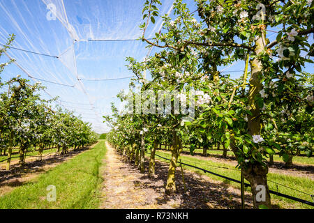 Ein Apple Orchard, welche Zeilen von blühenden Bäumen sind gegen Vögel und Hagel durch eine dünne weiße Net oben gestreckt geschützt, in der französischen Landschaft. Stockfoto