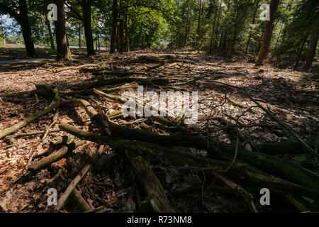 Spiel von Licht und Schatten auf dem Boden, das Spiel mit den gefallenen Zweige von Bäumen auf dem Boden im Wald. Stockfoto