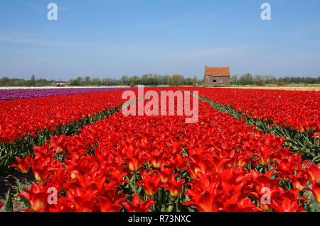 Rote Tulpe Feld und alte Scheune für die Mittagspause, Niederlande Stockfoto