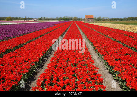 Rote Tulpe Feld und alte Scheune für die Mittagspause, Niederlande Stockfoto