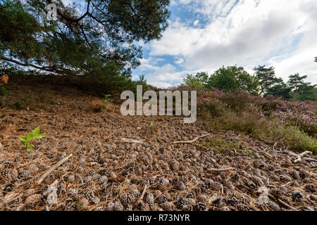 Nahaufnahme von Kiefern Kegel und Nadeln auf den Boden eines niederländischen Wald in der Sommersaison. Stockfoto